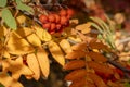 A bunch of berries, leaves and branches of rowan. Green, red and yellow leaves. Autumn harvest.