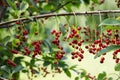 A bunch of berries of a red bird cherry on a tree branch with green leaves