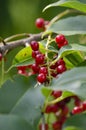A bunch of berries of a red bird cherry on a tree branch with green leaves Royalty Free Stock Photo