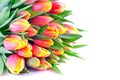 Bunch of Bicolor Orange-Yellow Tulips Royalty Free Stock Photo