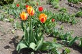 Bunch of bicolor red and yellow flowers of tulips Royalty Free Stock Photo