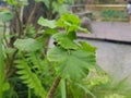 a bunch of big green leaves that are trunked Royalty Free Stock Photo