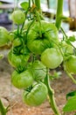 Bunch of big green tomatoes on a bush Royalty Free Stock Photo