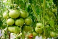 Bunch of big green tomatoes on a bush Royalty Free Stock Photo