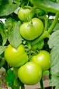 Bunch of big green tomatoes on a bush Royalty Free Stock Photo