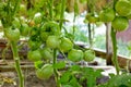 Bunch of big green tomatoes on a bush Royalty Free Stock Photo