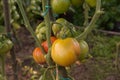 Bunch of big green tomatoes on a bush, growing selected tomato in a greenhouse.Green tomatoes among the branches. Natural and Royalty Free Stock Photo