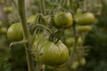Bunch of big green tomatoes on a bush, growing selected tomato in a greenhouse.Green tomatoes among the branches. Natural and Royalty Free Stock Photo