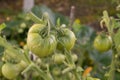 Bunch of big green tomatoes on a bush, growing selected tomato in a greenhouse.Green tomatoes among the branches. Natural and Royalty Free Stock Photo