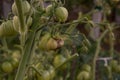 Bunch of big green tomatoes on a bush, growing selected tomato in a greenhouse.Green tomatoes among the branches Royalty Free Stock Photo