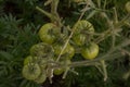 Bunch of big green tomatoes on a bush, growing selected tomato in a greenhouse.Green tomatoes among the branches Royalty Free Stock Photo