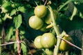 Bunch of big green tomatoes on a bush