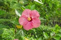 Bunch of big yellow petals of Hawaiian hibiscus blossom cover around red long stamen and pistil, known as Shoe flower