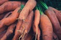 Bunch of bio carrots closeup , raw and unwashed Royalty Free Stock Photo