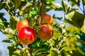 A bunch of bio organic red apples growing on the branches of an apple tree in an orchad Royalty Free Stock Photo