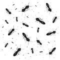 A bunch of black bugs on a white background Royalty Free Stock Photo