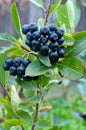 A bunch of black chokeberry (aronia). Royalty Free Stock Photo