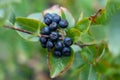 A bunch of black chokeberry (aronia). Royalty Free Stock Photo