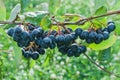 A bunch of black chokeberry (aronia). Royalty Free Stock Photo