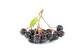 Bunch of black chokeberry with a green leaf on white Royalty Free Stock Photo