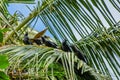 Bunch of black crows sitting on the palm tree at the tropical island