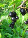 Bunch of black currant on a bush in the garden.