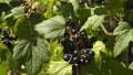 A bunch of black currant on bushes