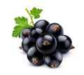 Bunch of black currant isolated on white background Royalty Free Stock Photo