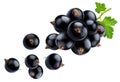 Bunch of black currant isolated on white background Royalty Free Stock Photo