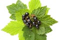 Bunch of black currant on leaves