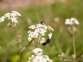 A bunch of black flies resting on some cow parsley