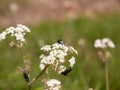 A bunch of black flies three resting on some cow parsley Royalty Free Stock Photo