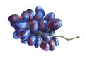 Bunch of black fresh grapes. Royalty Free Stock Photo