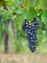 Bunch of black grapes on the grapevine from Lunigiana, north Tuscany, in Italy. Defocussed background, Vertical.