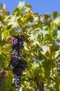 Bunch of black grapes hanging with branches, leaves and blue sky back Royalty Free Stock Photo