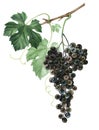 Bunch of black grapes isolated on white background. Watercolor illustration. Royalty Free Stock Photo