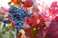 Uva nera di Lambrusco Royalty Free Stock Photo