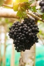 Bunch of black grapes Royalty Free Stock Photo