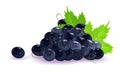 Bunch of black grapes with tendrils and green leaves. Ripe juice sweet berries. Royalty Free Stock Photo