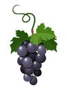 Bunch of black grapes. Vector illustration.