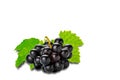 Bunch of black ripe grapes with green leaves isolated on white background Royalty Free Stock Photo