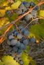 Bunch of black ripe wine grapes on the vine Royalty Free Stock Photo