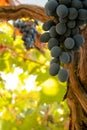 Bunch of black ripe wine grapes on the vine Royalty Free Stock Photo