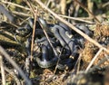 Bunch of black water snakes entwined in a dangerous and nasty ba Royalty Free Stock Photo