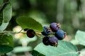 Few of black wild berries growing on the branch in the forest Royalty Free Stock Photo