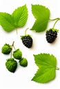 Bunch of blackberries and green leaves on white background. Generative AI Royalty Free Stock Photo