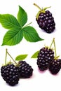 Bunch of blackberries with leaves on white background with green leaf. Generative AI Royalty Free Stock Photo