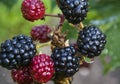 Bunch of blackberry fruit in the domestic garden