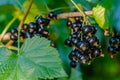 Bunch of blackurrant browing on a branch in organic farming, scientific name: ribes nigrum in the family Grossulariaceae