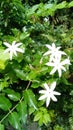 A bunch of bloomed wild jasmine.